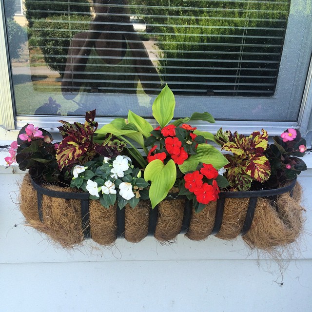 Obsessed with my window boxes and how little effort I've had to put into them.